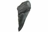 Partial Fossil Megalodon Tooth - South Carolina #293966-1